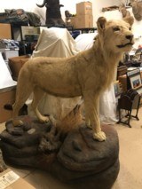 FULL MOUNTED AFRICAN LION - 2 of 7