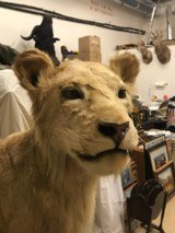 FULL MOUNTED AFRICAN LION - 4 of 7