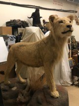FULL MOUNTED AFRICAN LION - 5 of 7