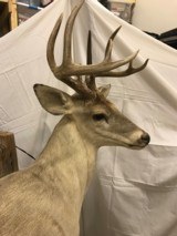 WHITE TAIL DEER MOUNT - WITH POST - 2 of 7