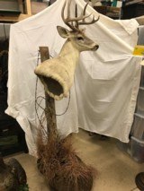 WHITE TAIL DEER MOUNT - WITH POST - 1 of 7