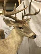WHITE TAIL DEER MOUNT - WITH POST - 7 of 7