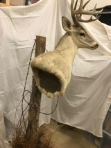 WHITE TAIL DEER MOUNT - WITH POST - 3 of 7