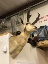 TAXIDERMY PRONGHORN ANTELOPE - - 1 of 1