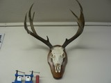 Collection of Trophy Mule Deer Mounts - 1 of 3