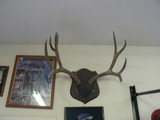 Collection of Trophy Mule Deer Mounts - 2 of 3