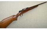 Winchester Model 70 Varmint, Pre '64 .243 Winchester - 1 of 9