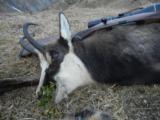 Five day chamois (Gams) hunt in the Austrian Alps - 9 of 11