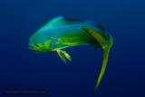 World Class Fishing Dominican Republic, Goldin Dolphin Villa - 7 of 10