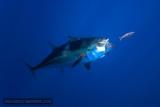 World Class Fishing Dominican Republic, Goldin Dolphin Villa - 6 of 10