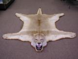 AFRICA LIONESS RUG - 1 of 3