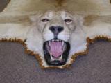 AFRICA LIONESS RUG - 3 of 3
