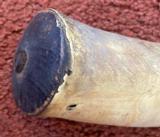 Original Antique Powder Horn - 4 of 6