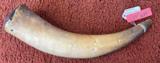 Original Antique Powder Horn - 3 of 6