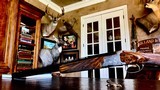 Browning Fighting Cocks 20ga - 28” - M/F - F. Funken Engraved - French Walnut - 99% Condition - Collectors Dream Gun - 10 of 15