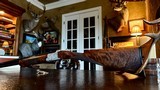 Browning Superlight Grade V Citori - 20ga - 26” - IC/M - AS NEW - Exhibition Feathercrotch Walnut - Outstanding Shotgun! - 6 of 25