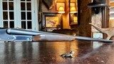 Winchester Model 21 Skeet Grade 20ga - 28” - WS1 WS2 - Cody Winchester Letter - The Ultimate Grouse Gun Condition - 9 of 17