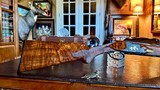 Browning Superposed 410ga Angelo Bee Custom Exhibition - 28” - IC/M - RKLT - 99% - Heavy Gold Inlays - Heavily Stippled Detailed Background - 6 of 19
