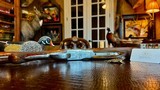 BROWNING POINTER GRADE 28GA - 26 3/8” - M / F - 99% CONDITION - MARECHAL ENGRAVED - COLLECTOR GRADE AND CONDITION - 15 of 25