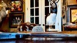 BROWNING BELGIUM CUSTOM SHOP SUPERLIGHT 20GA - 26” - IC/IM - 99% ORIGINAL CONDITION - MAKER’S CASE - GORGEOUS FRENCH WALNUT - M. SECCI ENGRAVED - 20 of 23