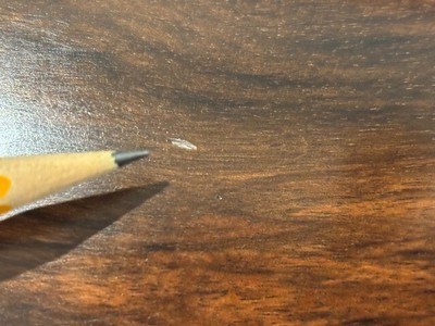 Browning Model 12 20 gauge Grade I (Winchester Remake) - Image 12 of 13