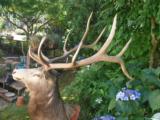 Full Trophy size Elk mount - 5 of 5