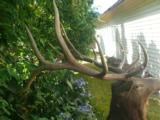 Full Trophy size Elk mount - 2 of 5