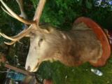 Full Trophy size Elk mount - 4 of 5