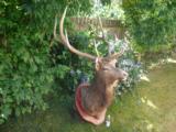 Full Trophy size Elk mount - 1 of 5