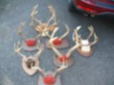 Mixed lot of deer mounts - 1 of 5
