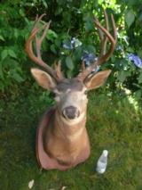 Exceptionally nice deer mount - 1 of 11