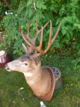 Exceptionally nice deer mount - 5 of 11