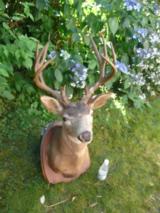 Exceptionally nice deer mount - 4 of 11