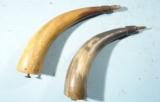 LOT OF TWO EARLY 19TH CENTURY RIFLE POWDER HORNS OR POWDERHORN. - 3 of 5