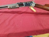COLT - 1 of 1