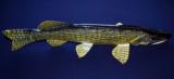 Carl Christiansen hand carved & painted Norther Pike fish spearing decoy. - 7 of 9