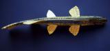 Carl Christiansen hand carved & painted Norther Pike fish spearing decoy. - 6 of 9