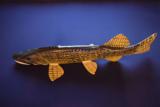 Carl Christiansen hand carved & painted Norther Pike fish spearing decoy. - 8 of 9