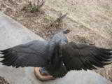 Bronze Life Size Goose - 5 of 9