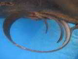 English 8 Gauge Double Barrel Fowler circa 1820 - 16 of 21