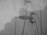 Antique Original Photograph of Duck Hunter with Mason Decoys - 5 of 12