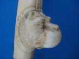 Gentleman's Cane Carved Ivory American Bulldog Handle Ebony Shaft Circa 1880's