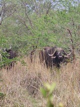 Buffalo hunting in Mozambique - 9 of 15