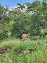 Buffalo hunting in Mozambique - 11 of 15