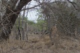 Buffalo hunting in Mozambique - 11 of 12