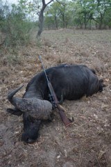 Buffalo hunting in Mozambique - 9 of 12