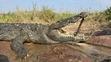 Buffalo hunting in Mozambique - 13 of 15