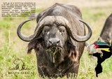 Buffalo hunting in Mozambique - 3 of 15