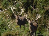 Red Stag Hunting- New Zealand Safaris - 13 of 13