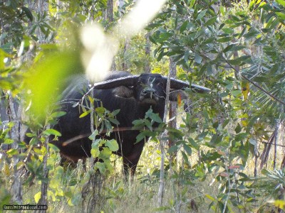 Wilderness free range Buffalo Hunt- Australia
